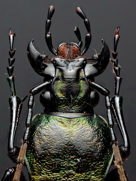 Photograph Hiro Hiro Insect on One Eyeland